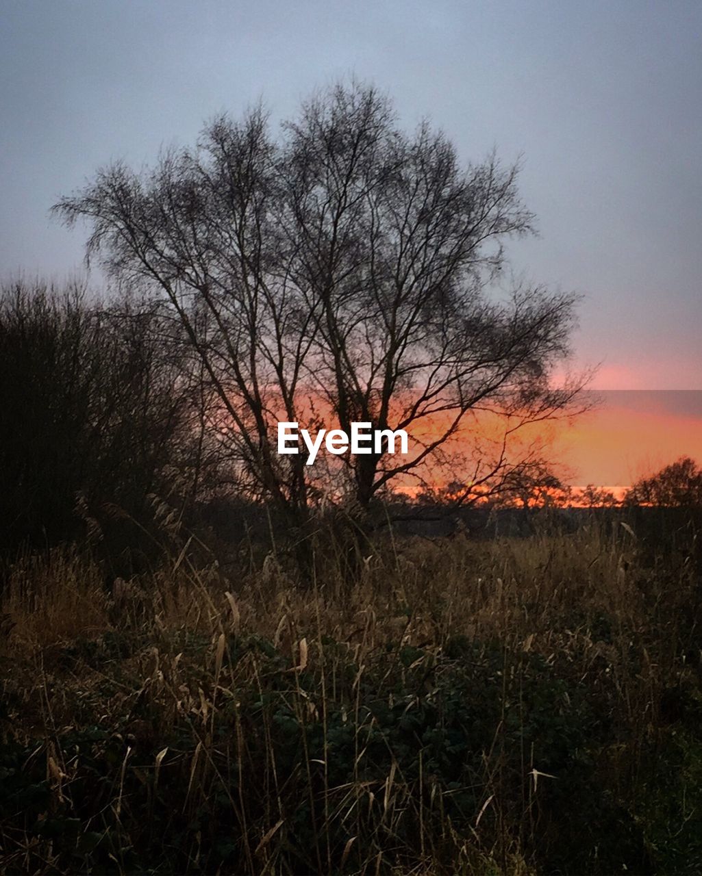 SILHOUETTE OF BARE TREE AGAINST SKY