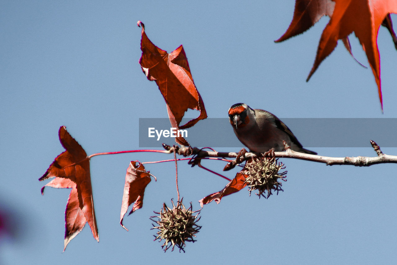 Low angle view of bird perching on branch against sky