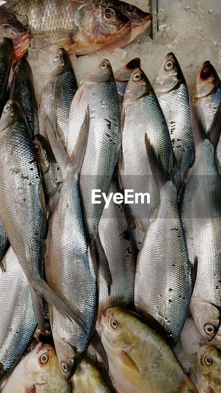 FISH FOR SALE AT MARKET STALL