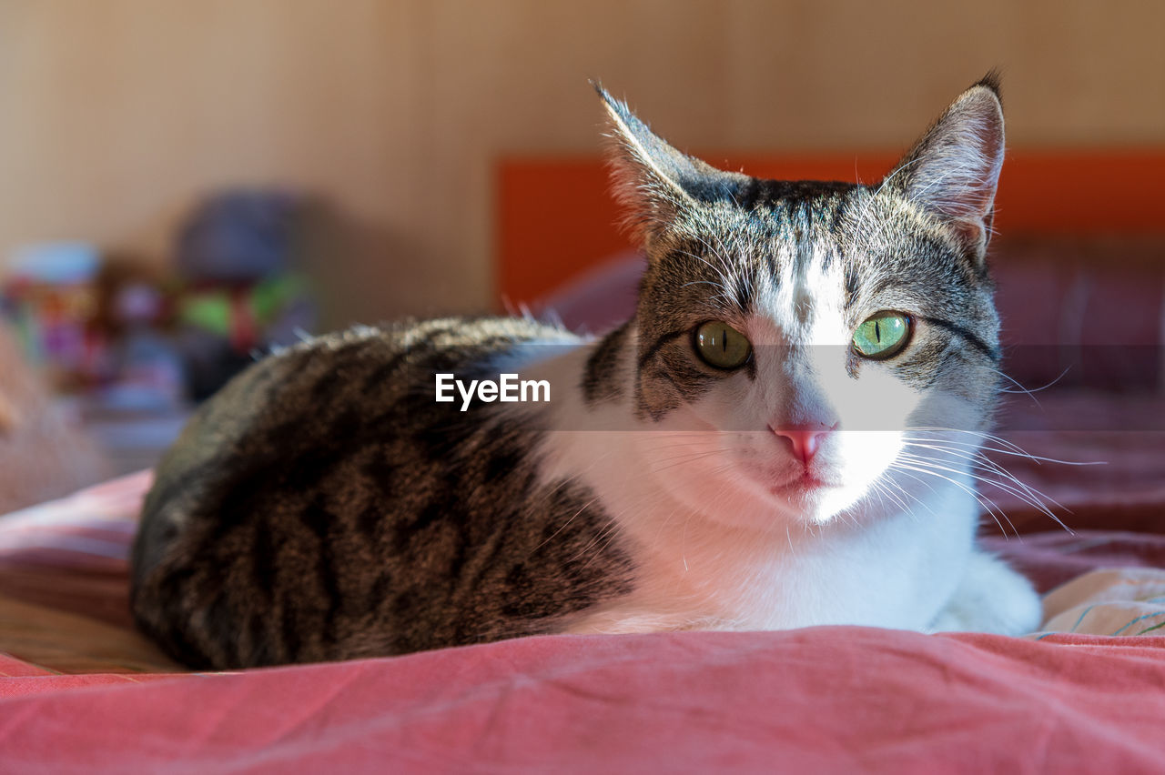 CLOSE-UP PORTRAIT OF A CAT LYING ON BED