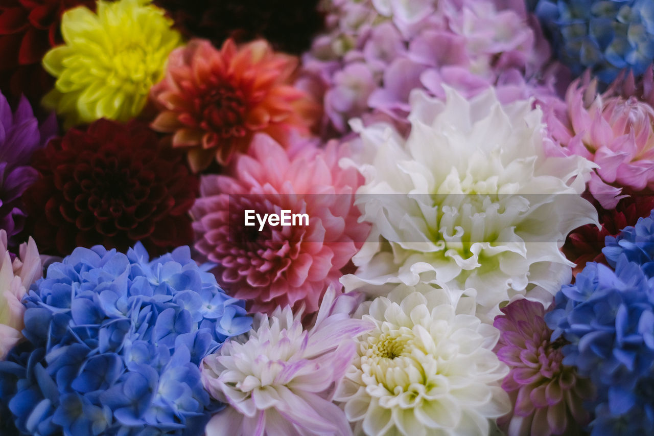 Close-up of purple flowers