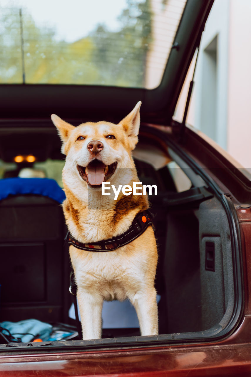 Happy shiba inu in a car and looking at camera with open mouth