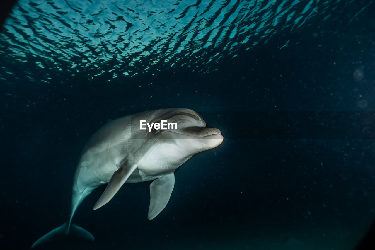 One dolphin swimming with divers in the red sea, eilat israel a.e