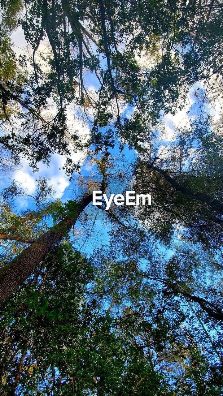 LOW ANGLE VIEW OF TREE AGAINST SKY