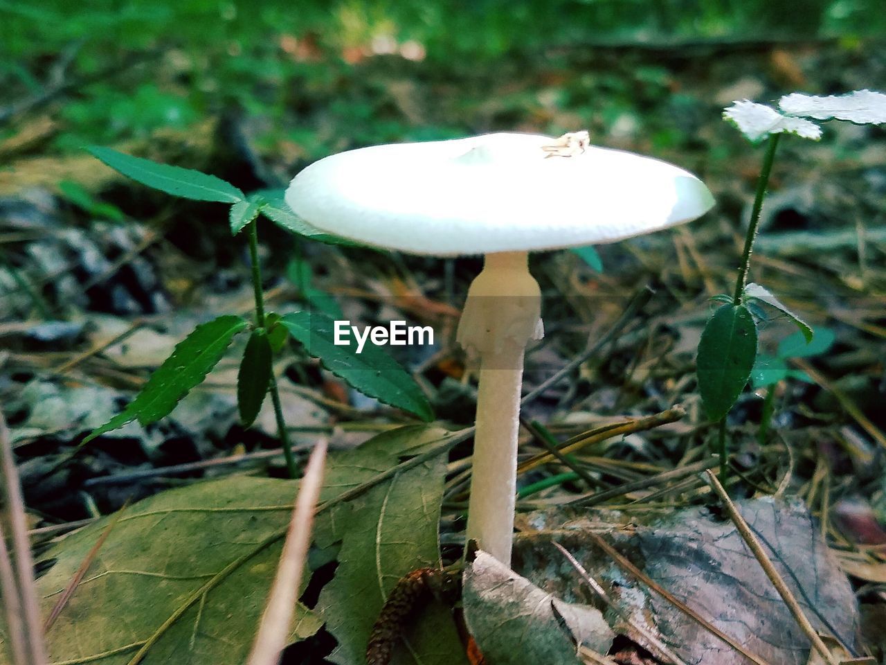 Close-up of mushroom