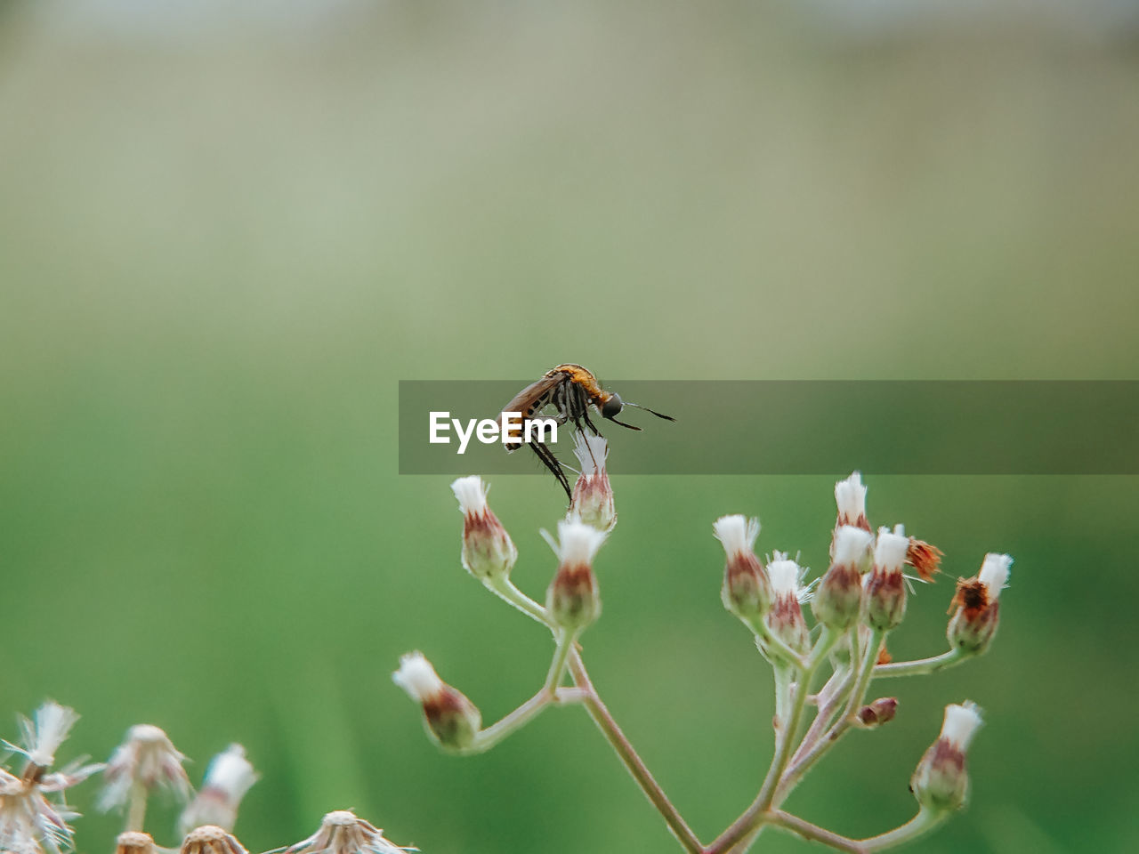 CLOSE-UP OF INSECT ON RED FLOWER