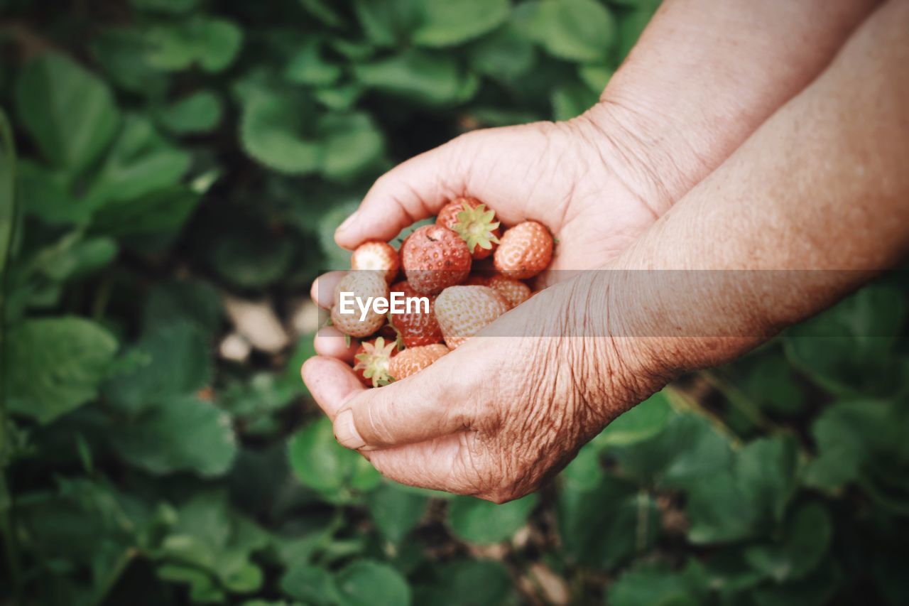 Close-up of cropped hand holding strawberries