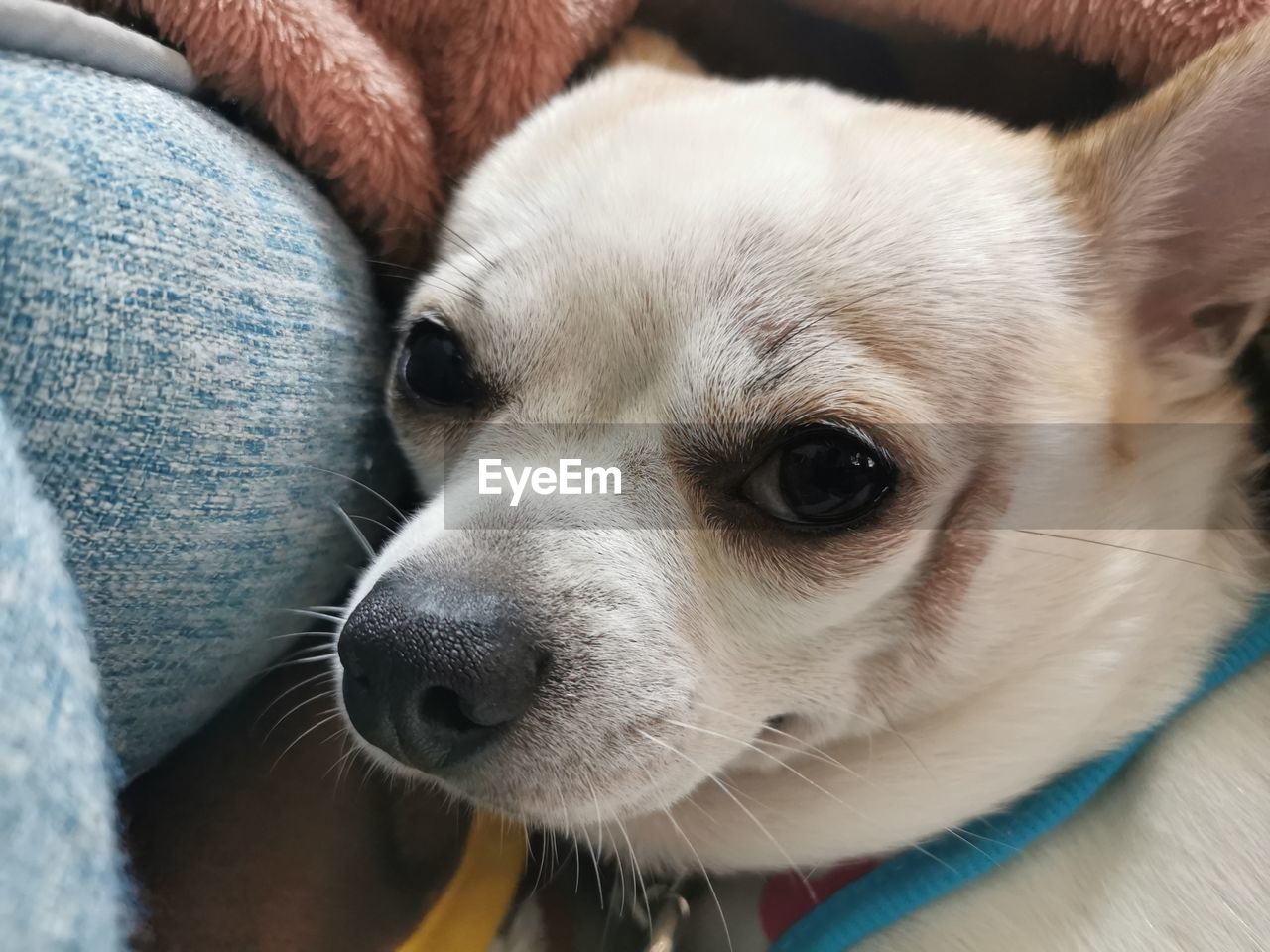 CLOSE-UP OF A DOG LYING DOWN