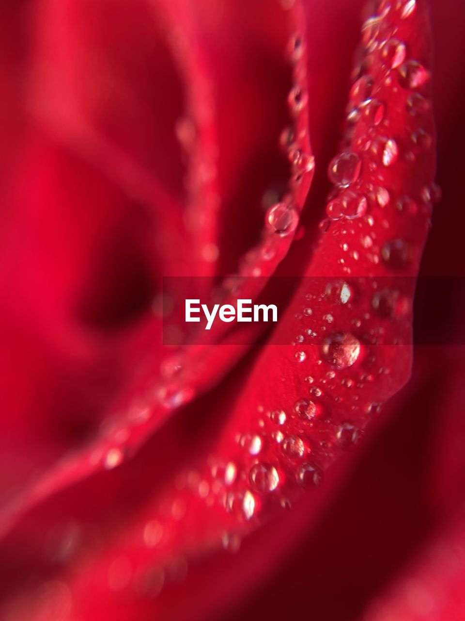 Close-up of red rose flower