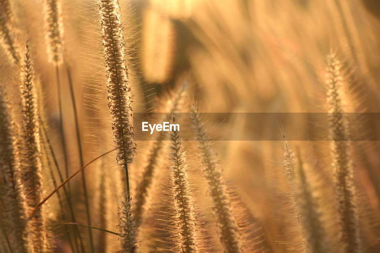 Close-up of stalks in field