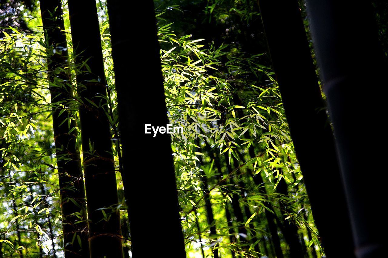 VIEW OF TREES IN FOREST