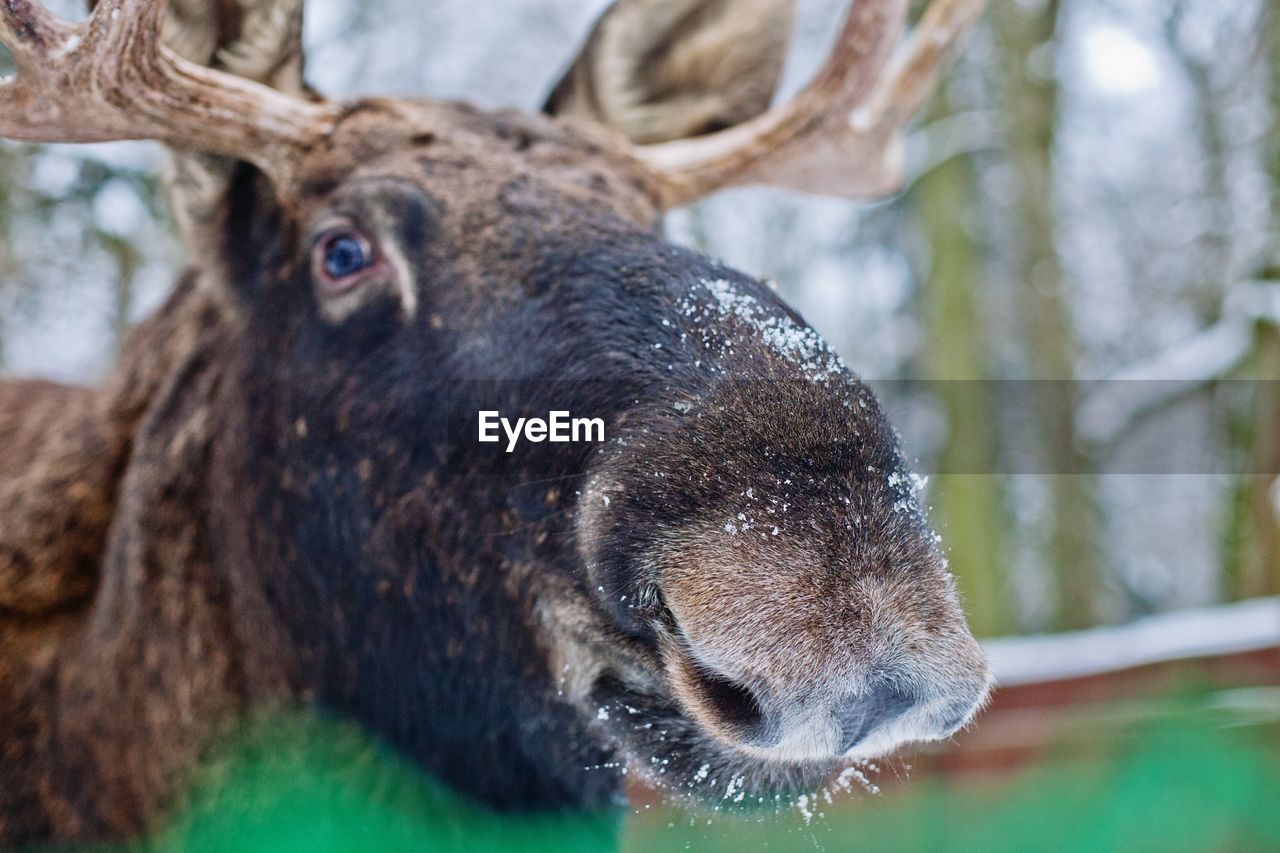 Close-up portrait moose in forest during winter