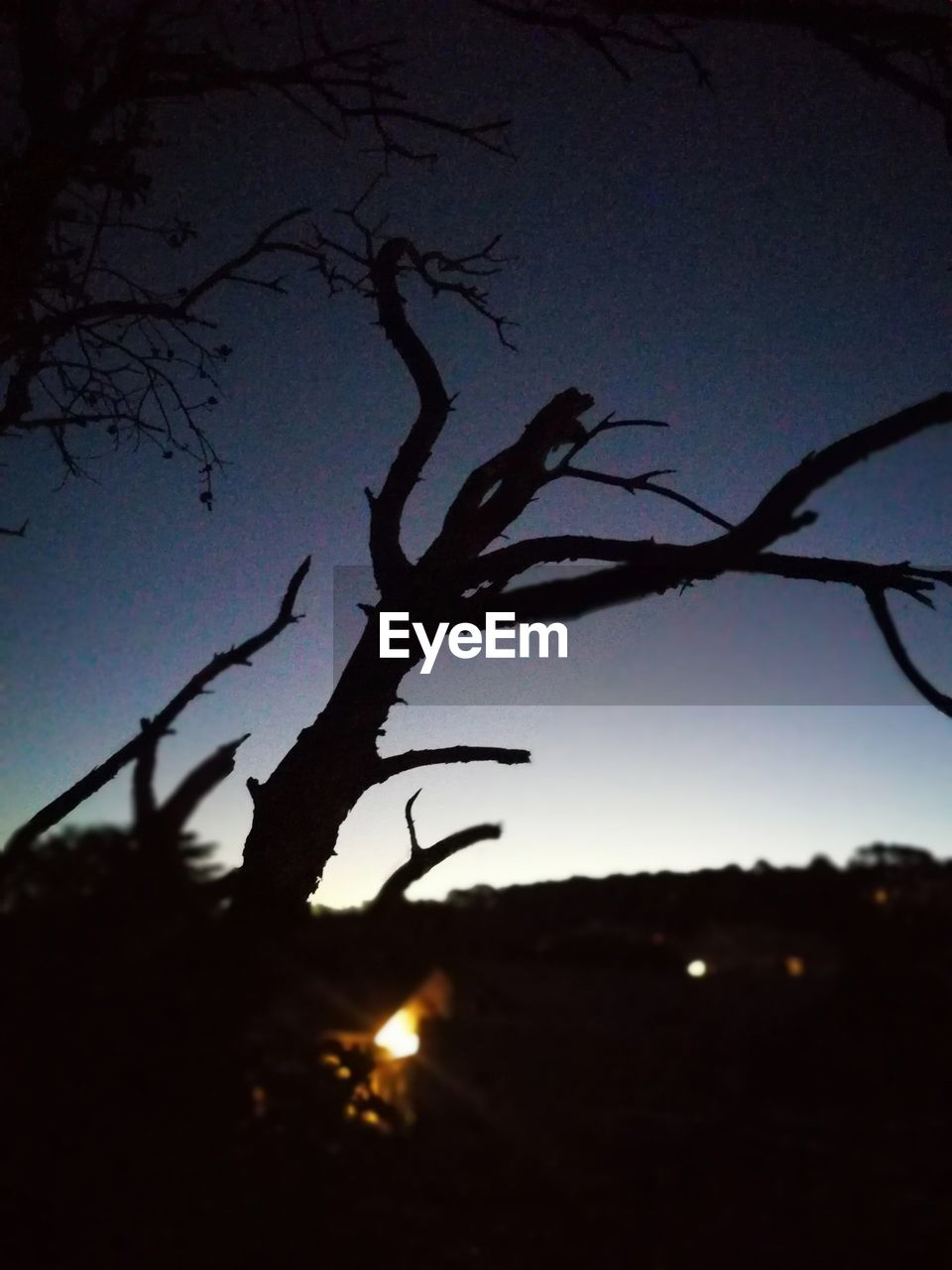 LOW ANGLE VIEW OF SILHOUETTE TREES AGAINST SKY