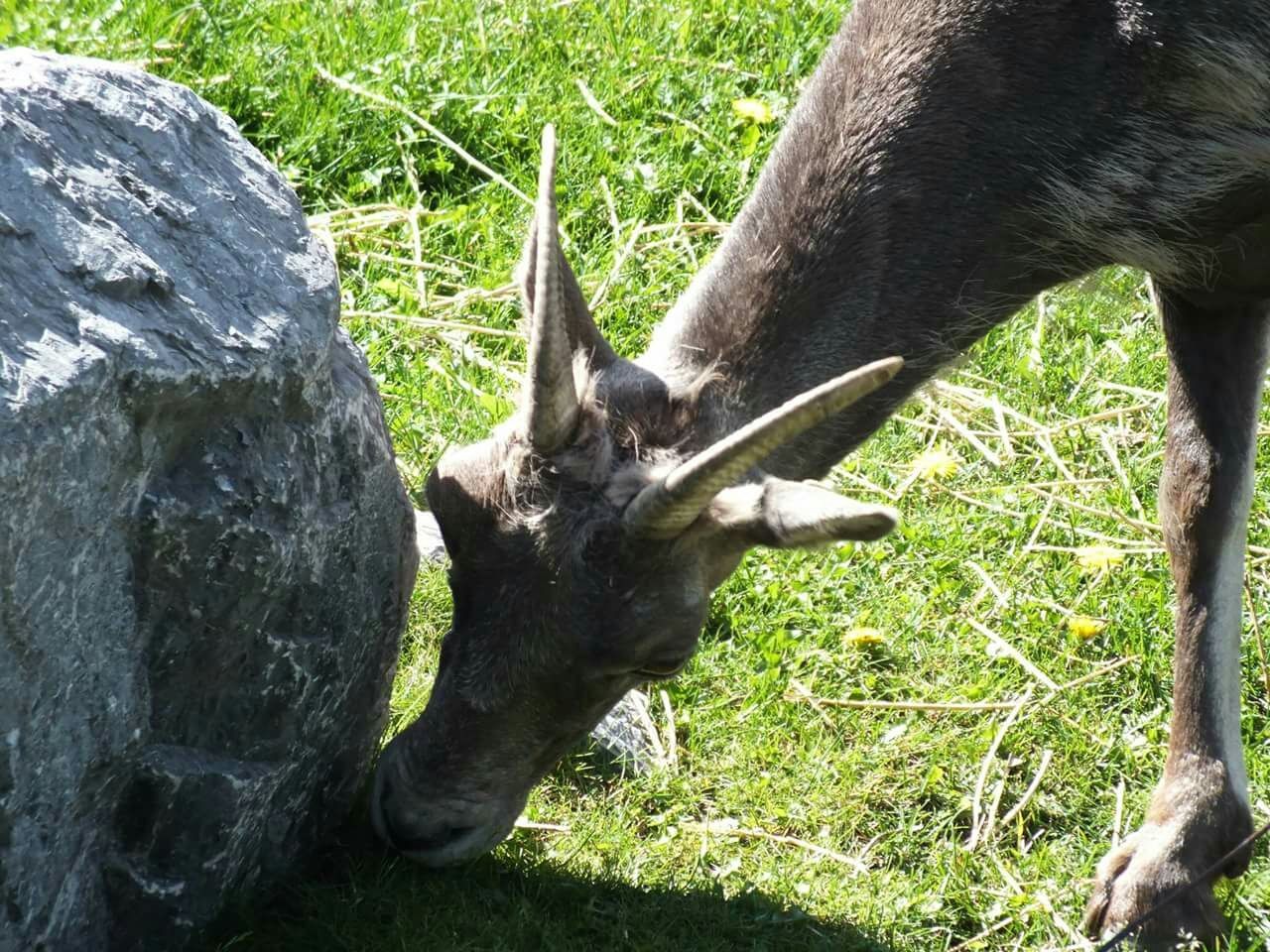 High angle view of grazing goat