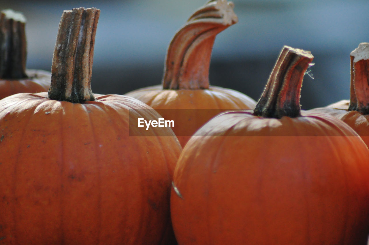 close-up of pumpkins on table