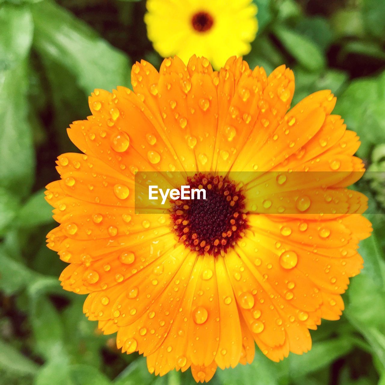 CLOSE-UP OF WET FLOWER