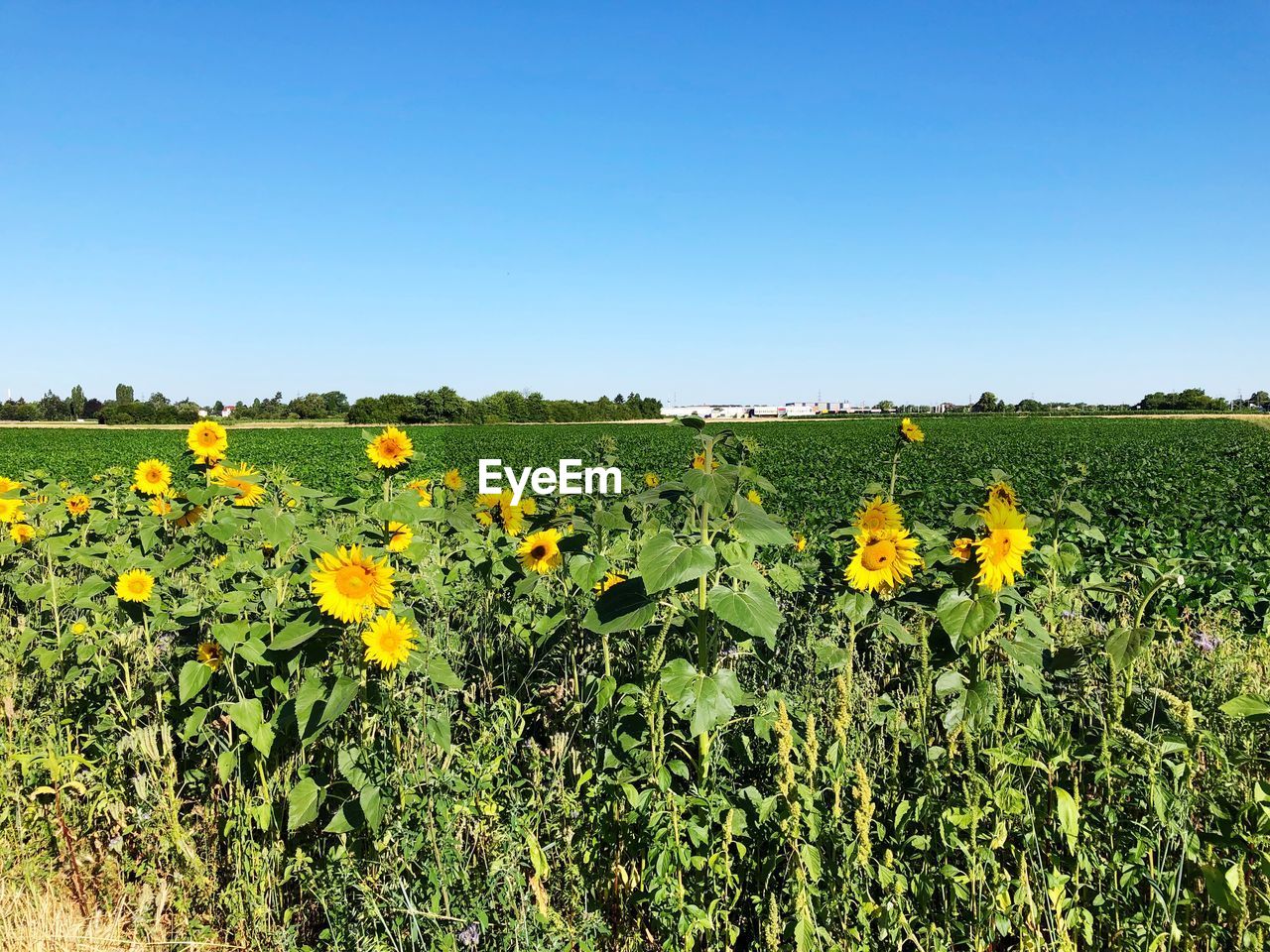 SCENIC VIEW OF SUNFLOWER FIELD AGAINST SKY