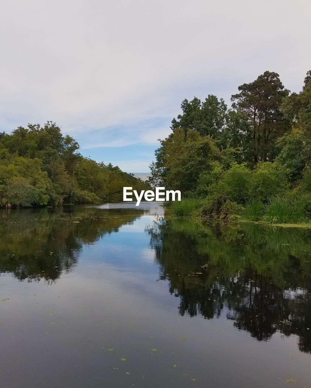 TREES BY LAKE AGAINST SKY