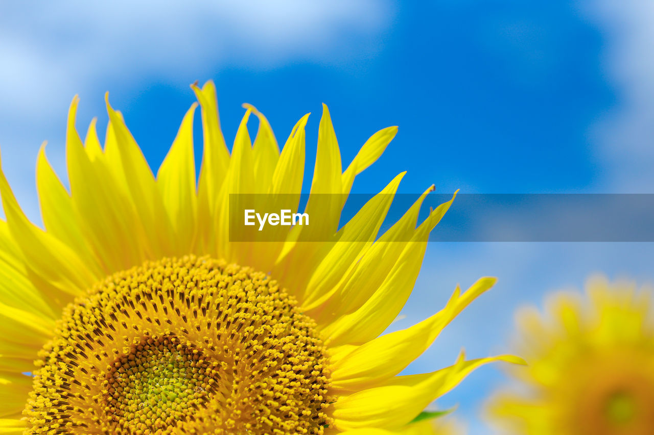 Close-up of sunflowers blooming against blue sky