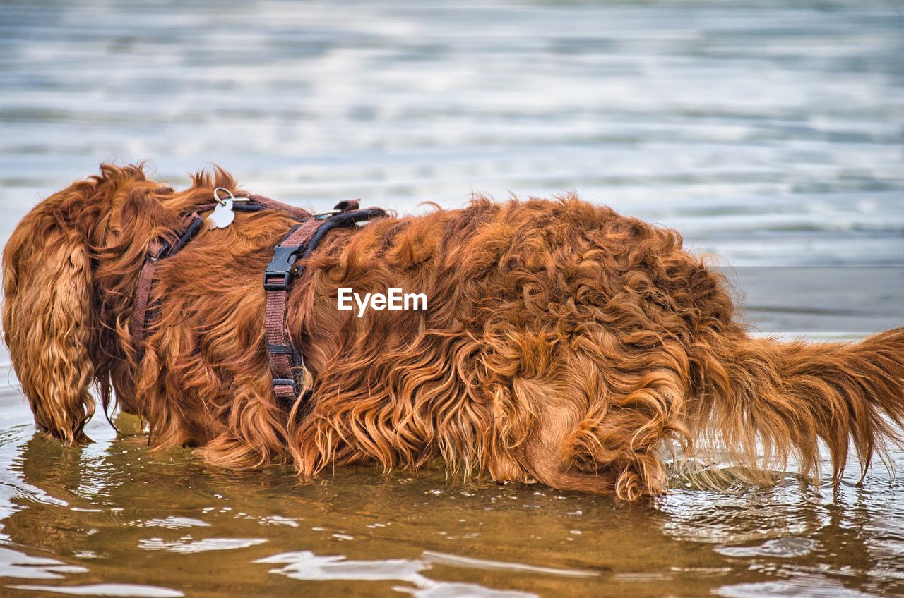 Brown dog in a lake