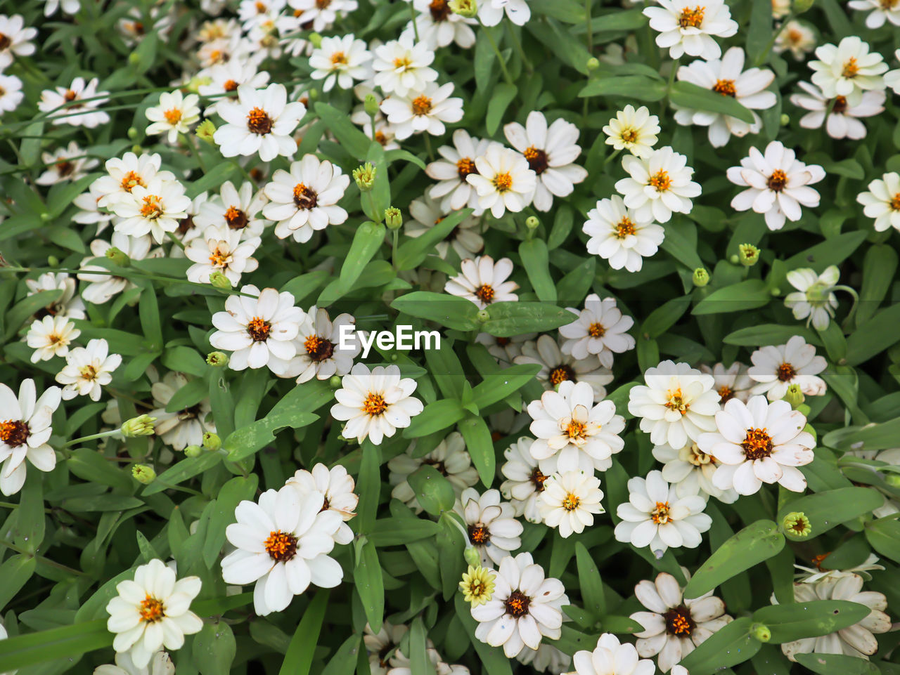 HIGH ANGLE VIEW OF WHITE FLOWERING PLANT IN PARK