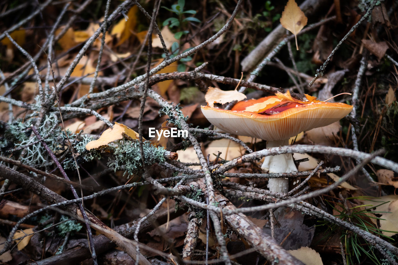 CLOSE-UP OF MUSHROOMS GROWING ON TREE