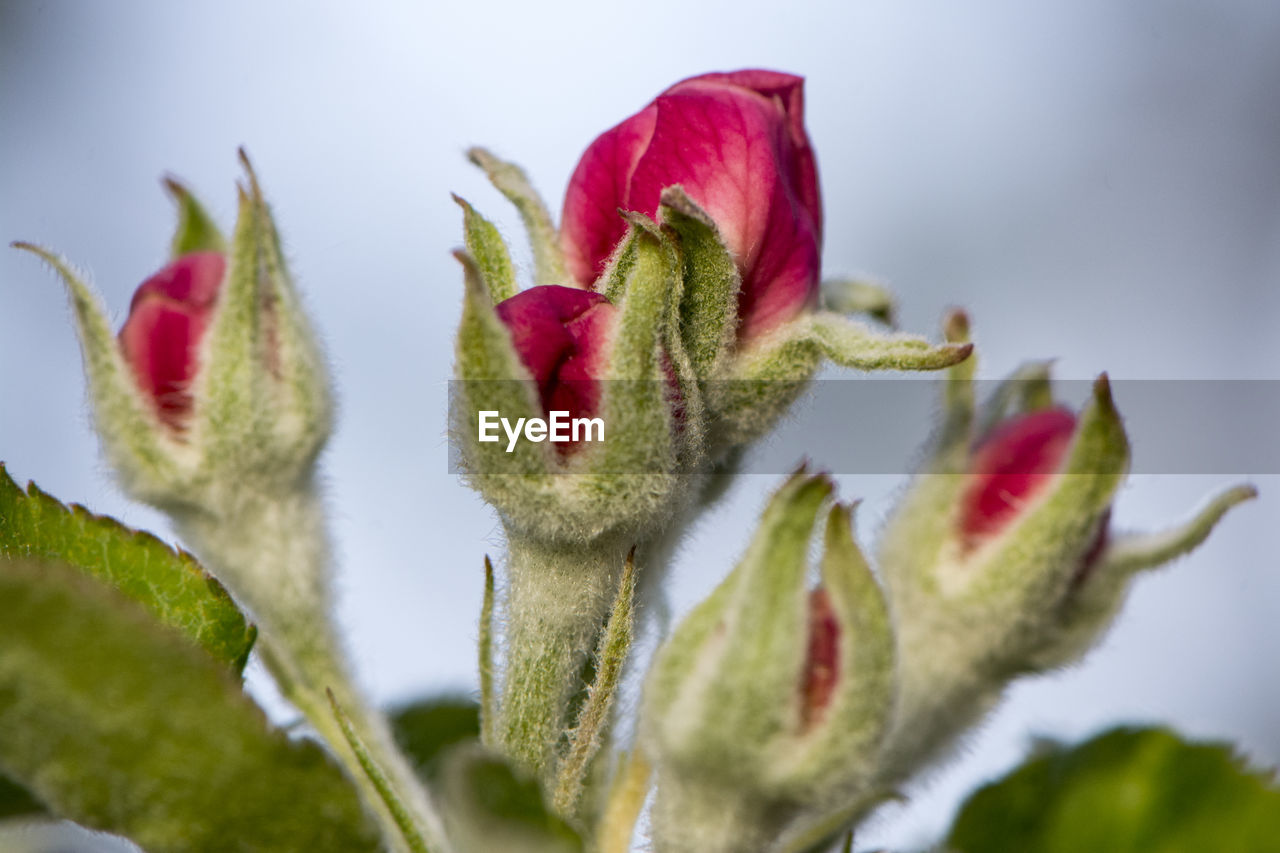 Close-up of rose bud