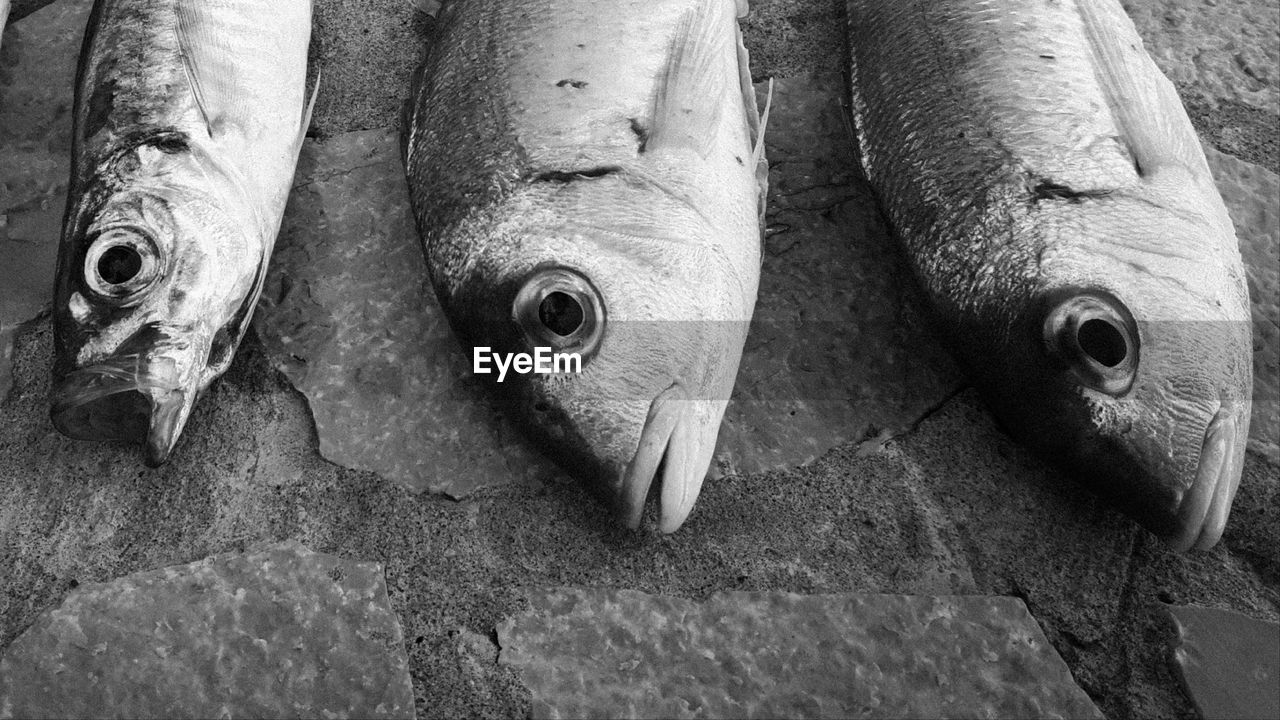 Close-up of fish in market