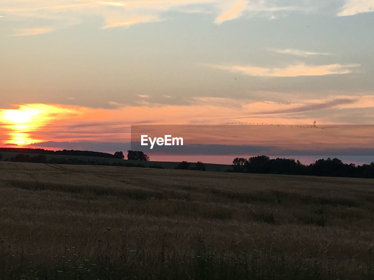 SCENIC VIEW OF FIELD AGAINST ORANGE SKY