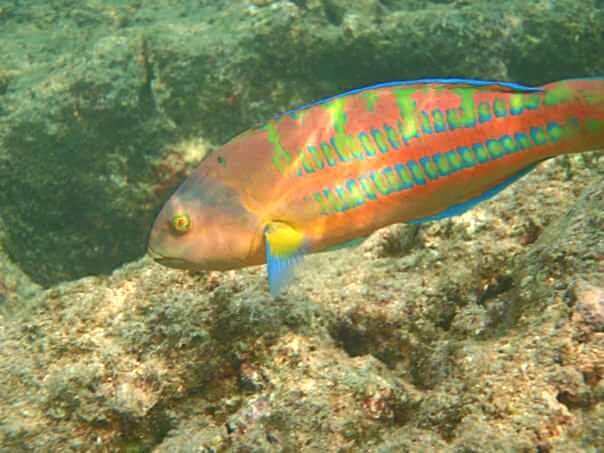 FISH UNDERWATER