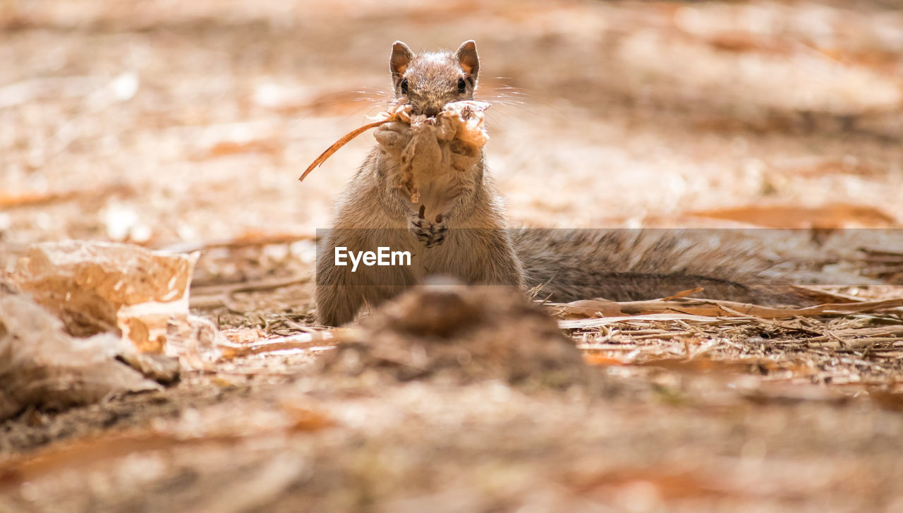 Close-up of squirrel on field