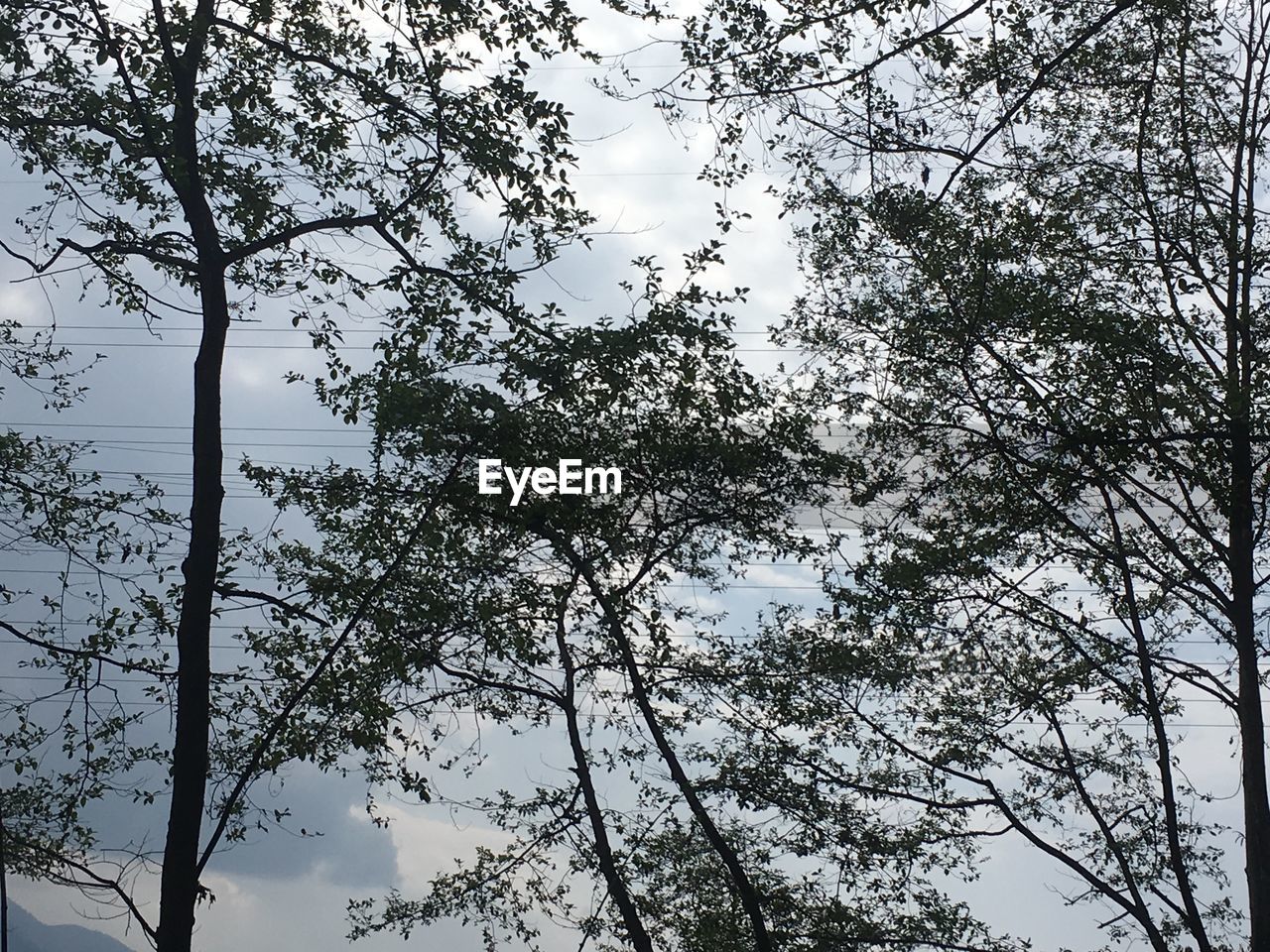 LOW ANGLE VIEW OF TREES AGAINST SKY