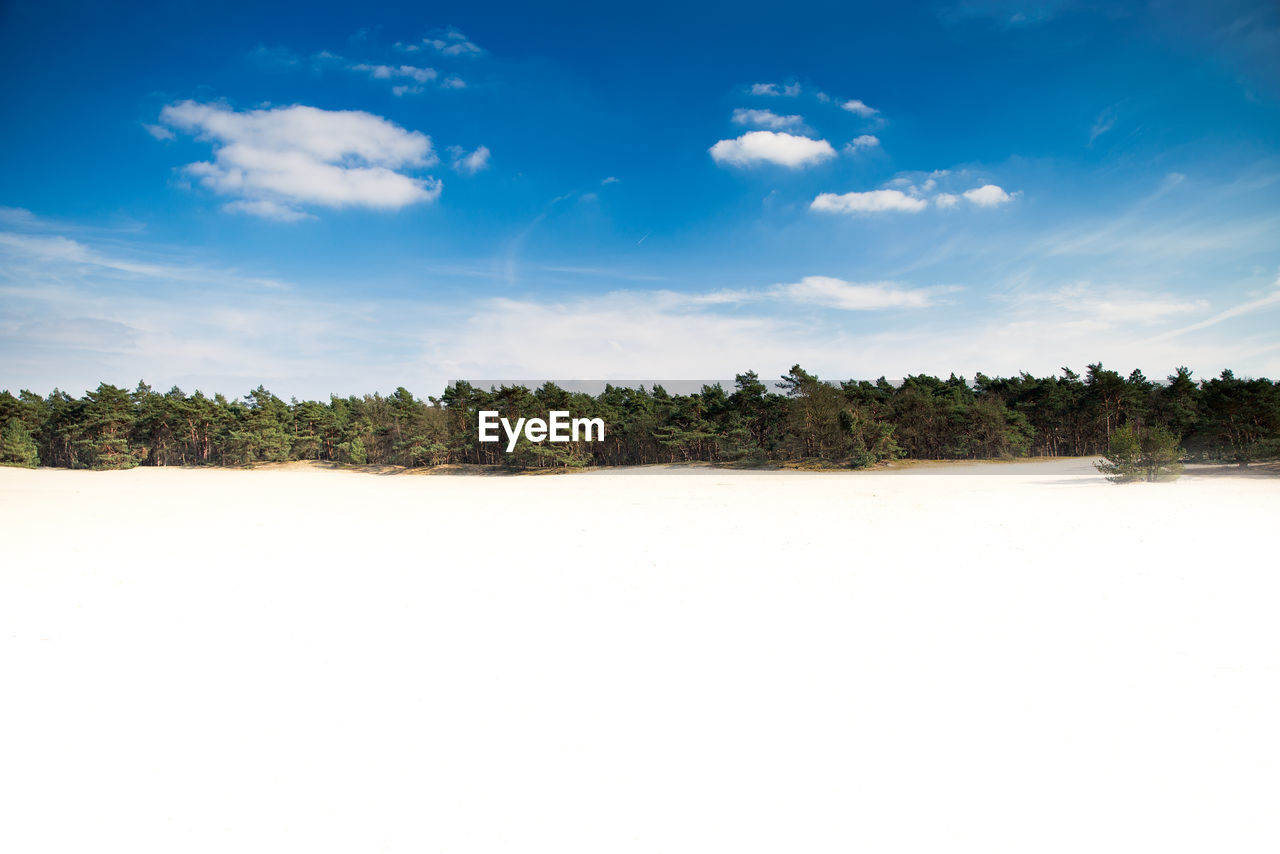 Scenic view of trees on desert against sky