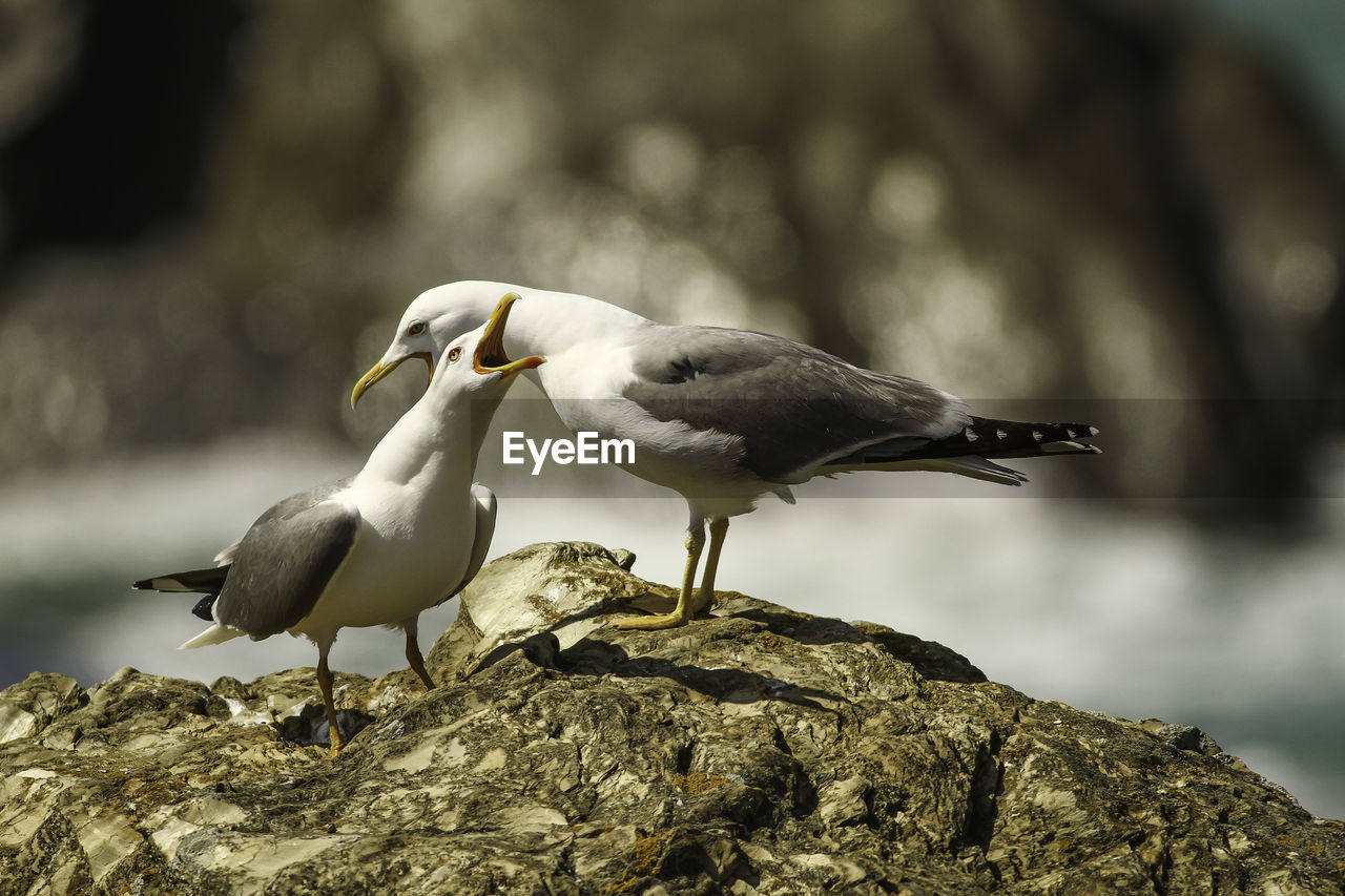 BIRD PERCHING OUTDOORS