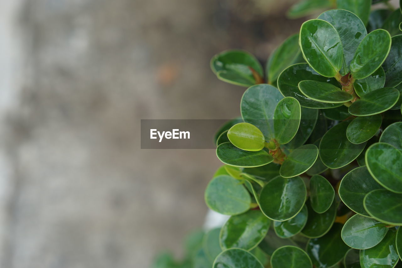 Close-up of plant leaves