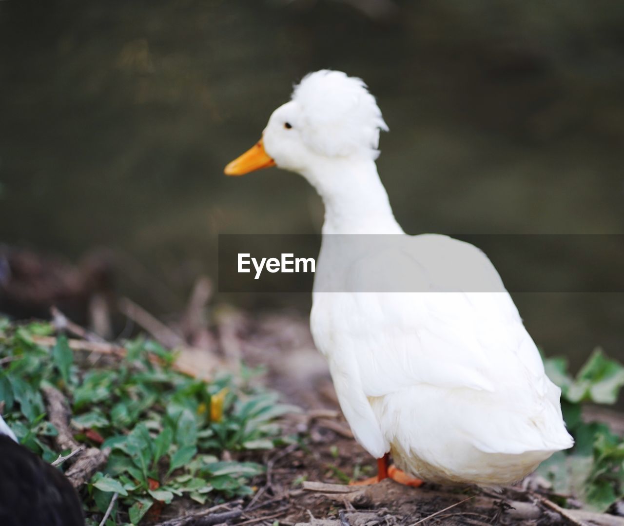 CLOSE-UP OF A BIRD LOOKING AWAY