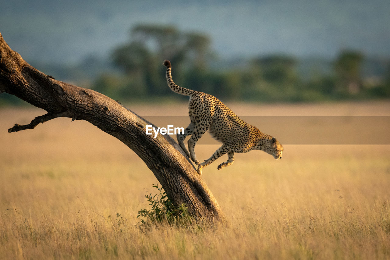 Side view of cheetah jumping on land