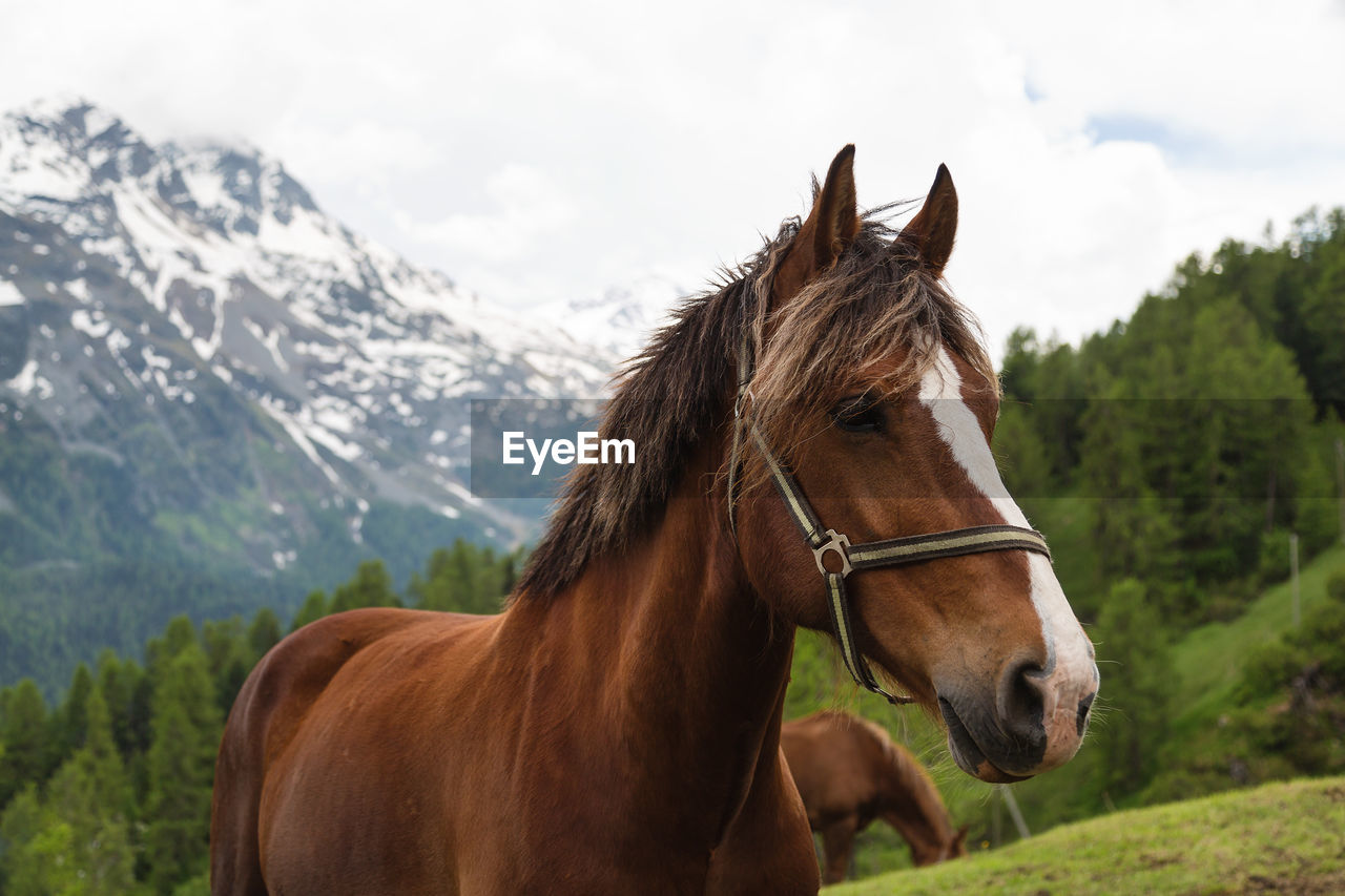 Curly mane brown horse on pasture in switzerland