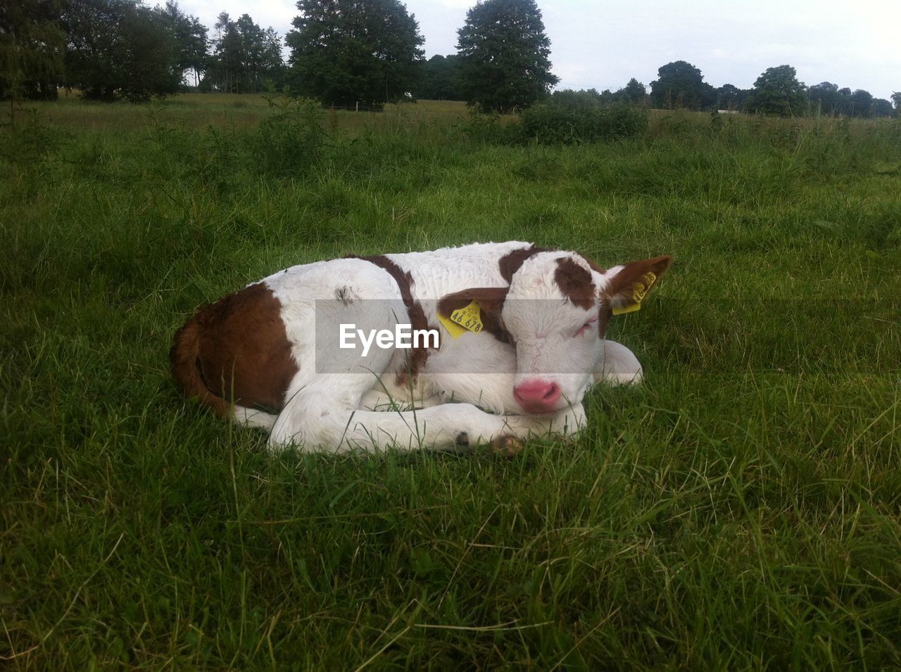 COWS IN FIELD