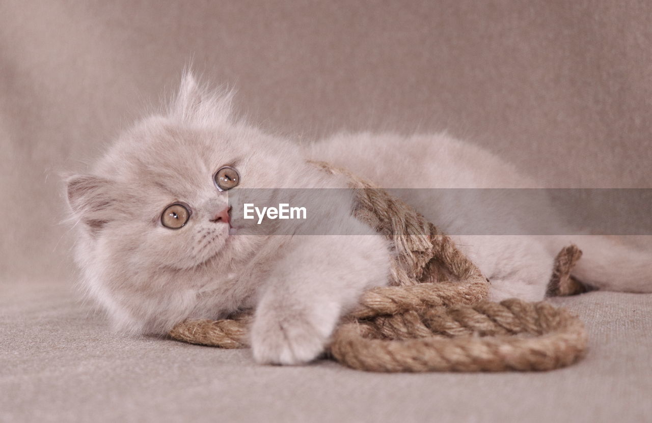 PORTRAIT OF A CAT LYING ON A FLOOR