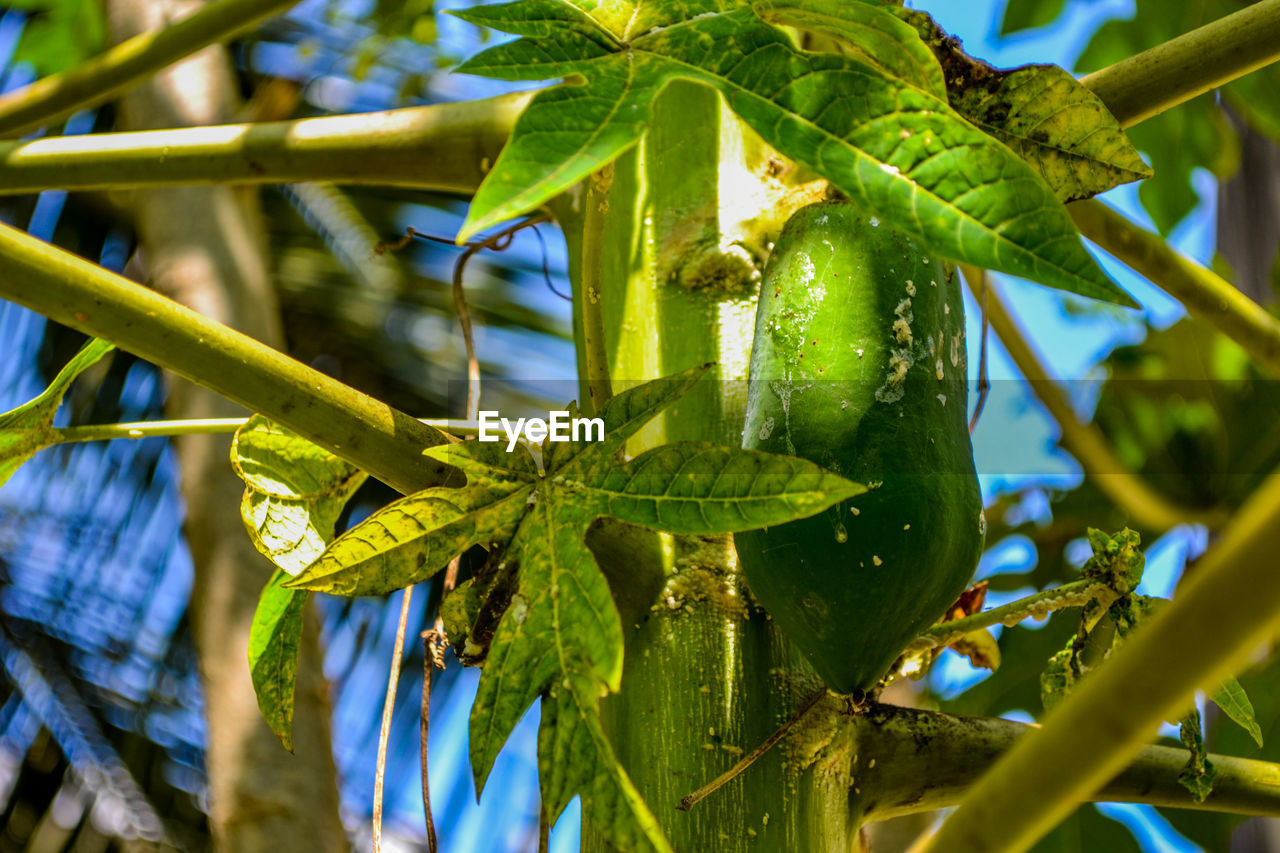 Close-up of fresh green leaves and a fruit