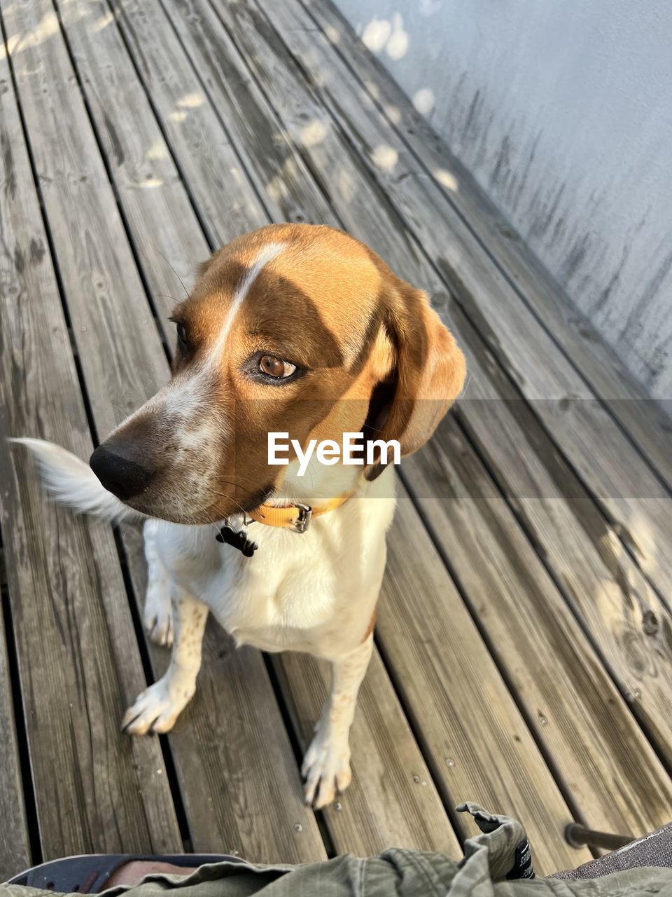 wood, animal, animal themes, pet, one animal, dog, mammal, domestic animals, canine, no people, boardwalk, day, high angle view, relaxation, nature, outdoors, pier, plank