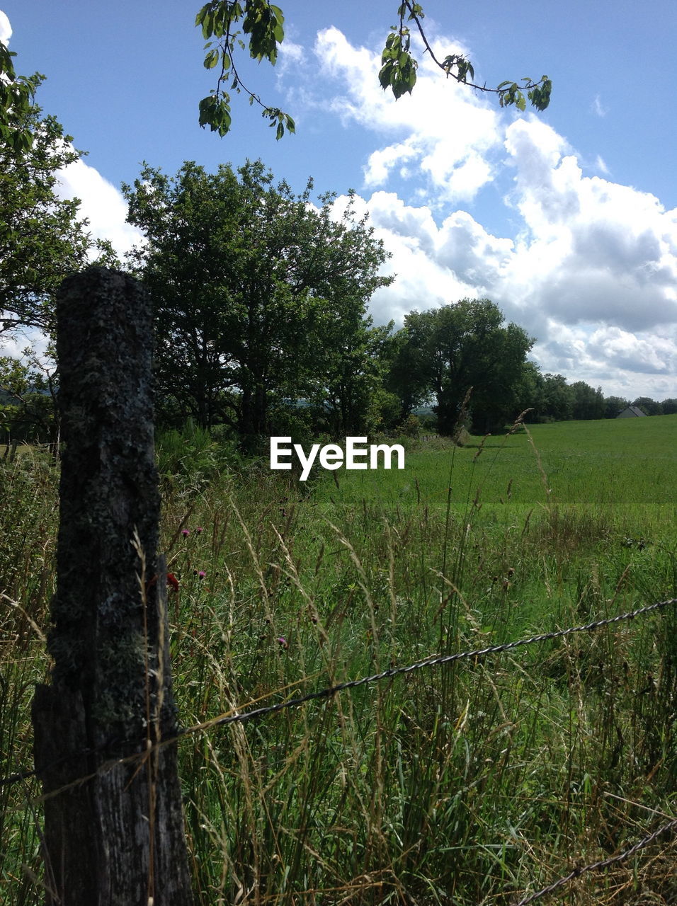 TREES GROWING ON FIELD AGAINST SKY