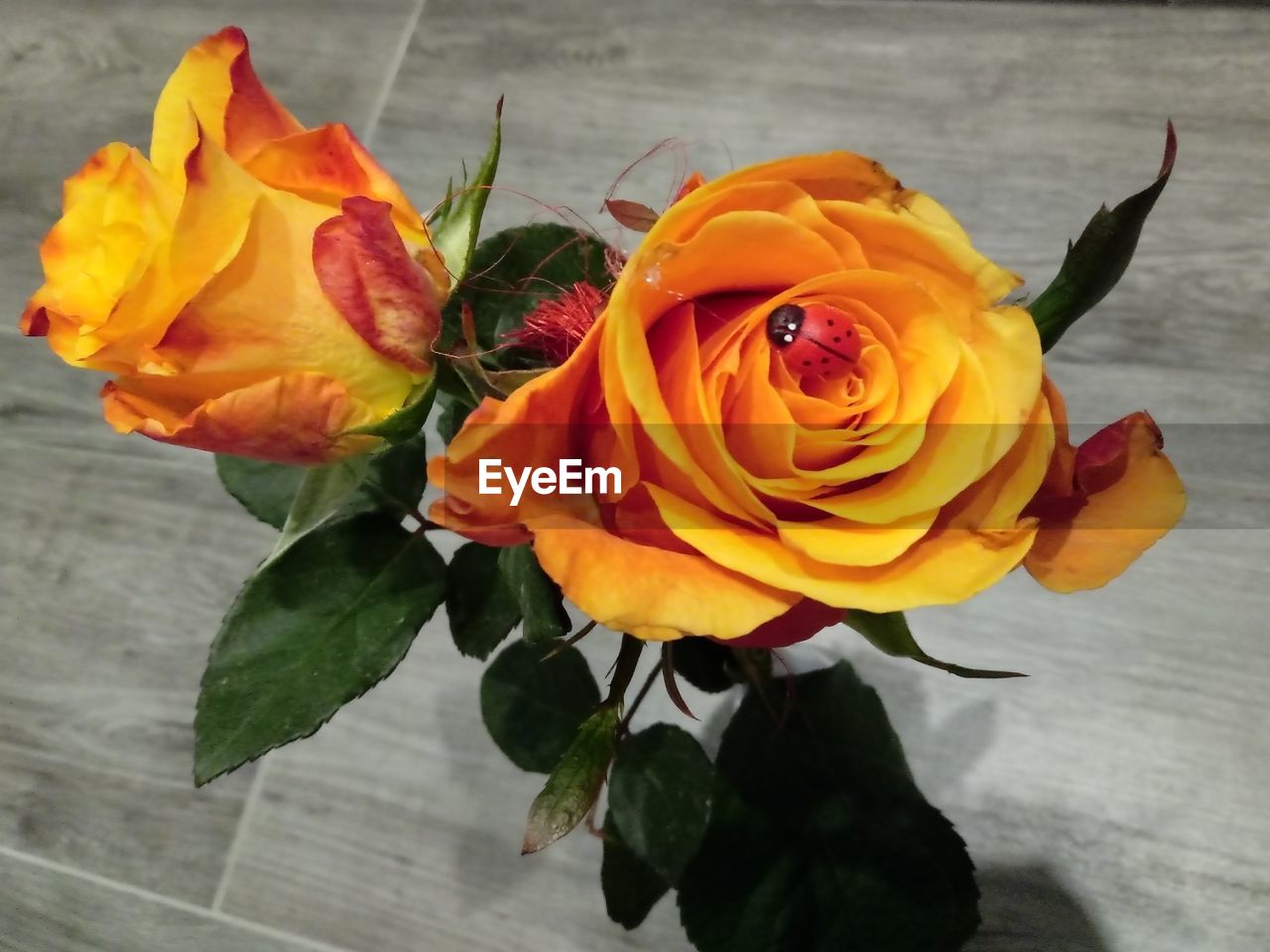 HIGH ANGLE VIEW OF ROSE BOUQUET ON PLANT