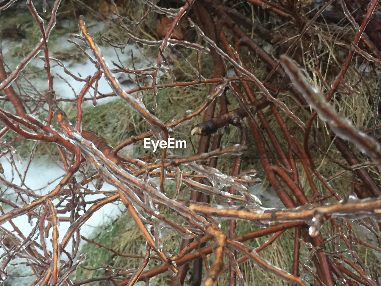 CLOSE-UP OF TWIGS ON TREE