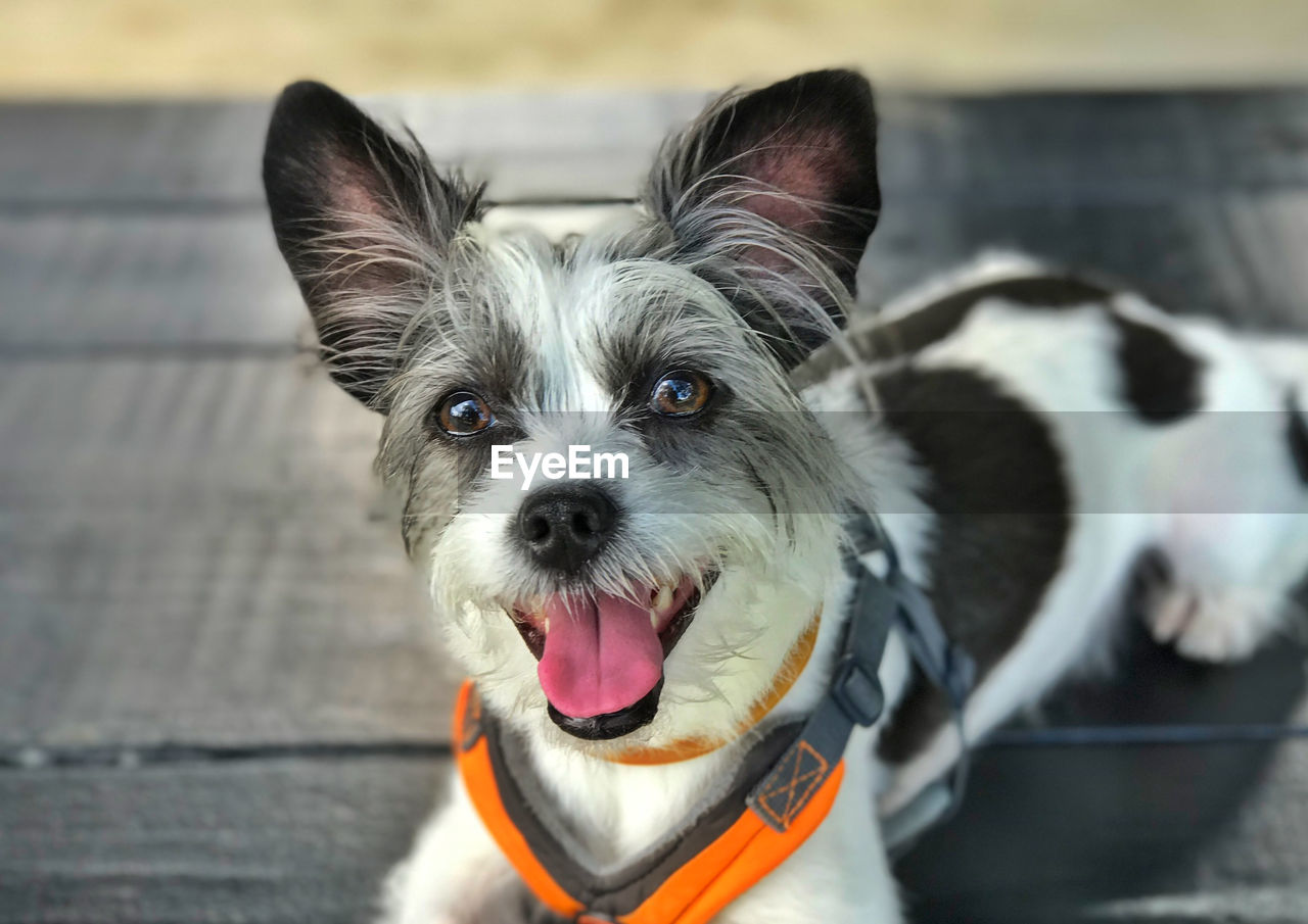 CLOSE-UP PORTRAIT OF DOG STICKING OUT TONGUE