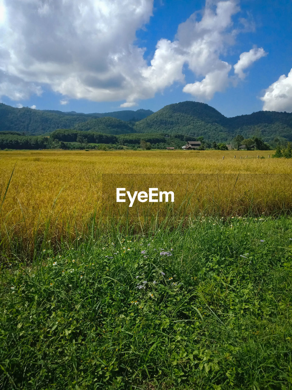 SCENIC VIEW OF FARM AGAINST SKY