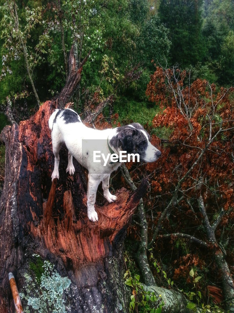 High angle view of dog standing on tree stump in forest