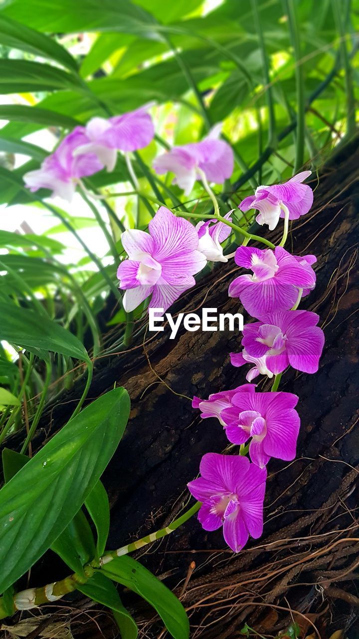 CLOSE-UP OF PINK FLOWERING PLANT IN SUNLIGHT