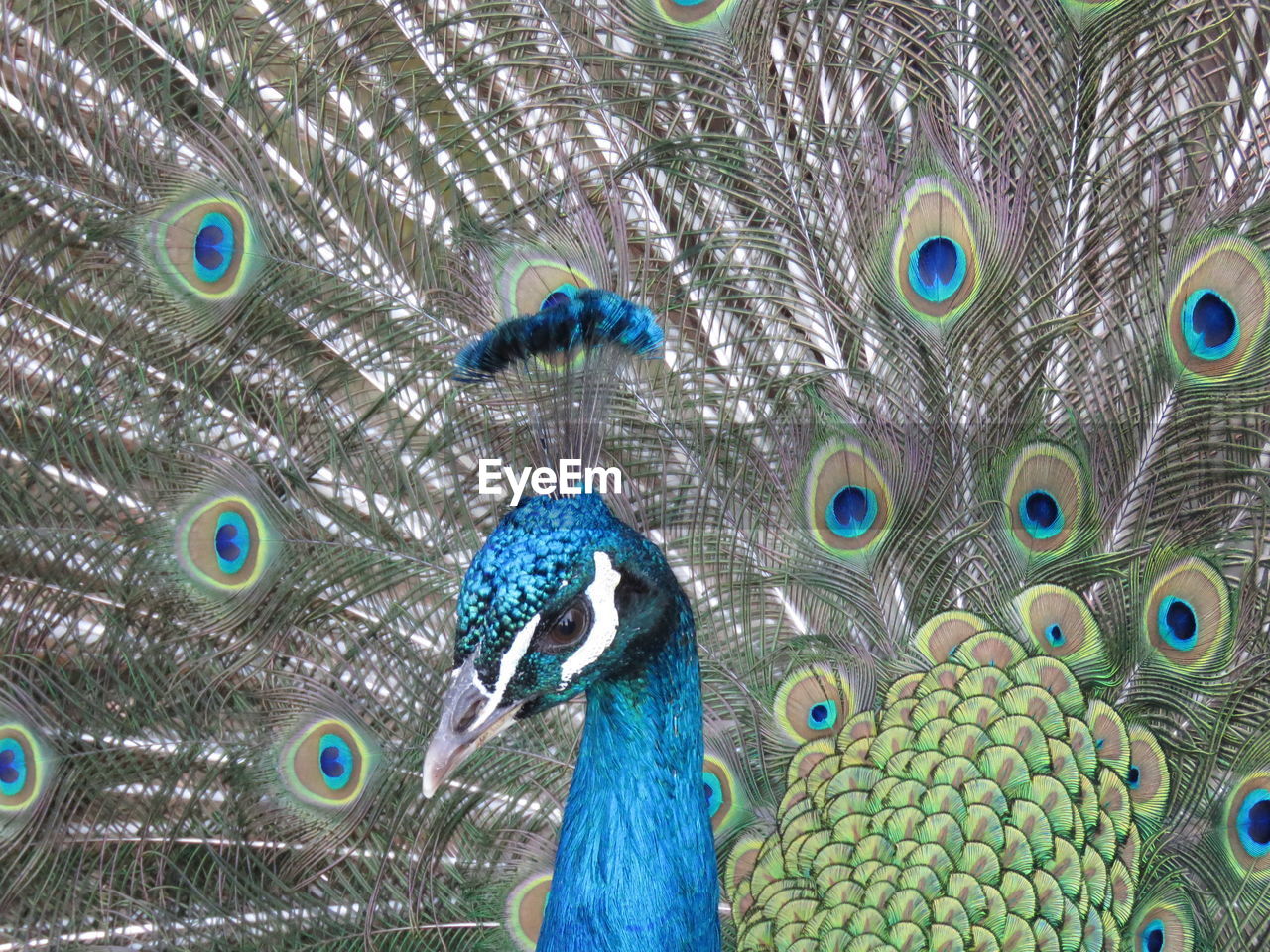 Full frame shot of peacock